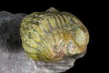 Tan, Enrolled Austerops Trilobite With Big Eyes #130543-4